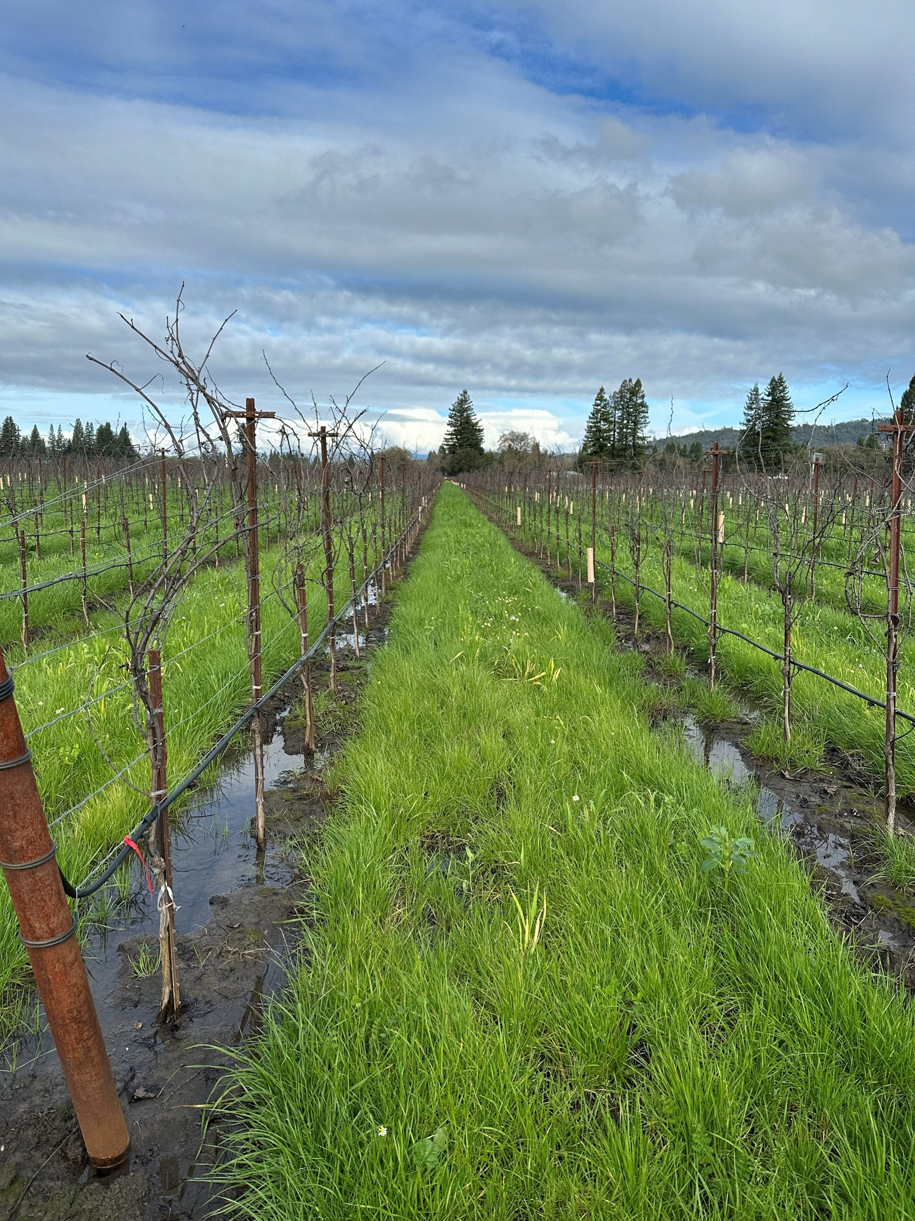 photo of a vineyard in winter with green cover crops between vines and water pooled in dirt at base of vines